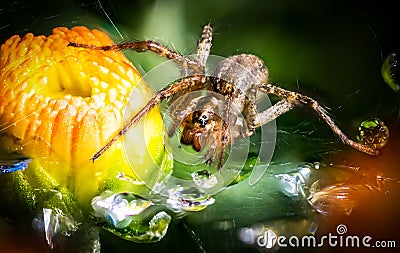 Spider In The Dewy Flowers Stock Photo