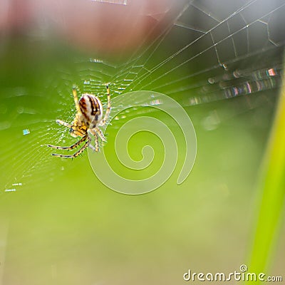 Super macro small spider hanging on its net Stock Photo
