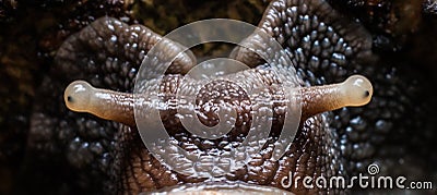 Super macro the snail gliding on the wet tree. Latin name as Arianta arbustorum Stock Photo