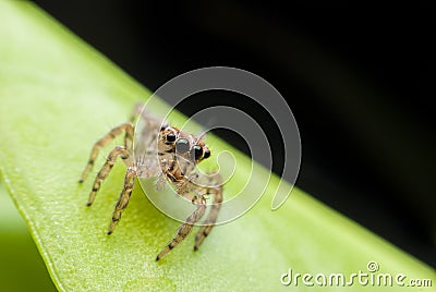 Super macro spider portrait Stock Photo