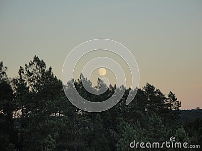 Super Moon over Eucalyptus Stock Photo