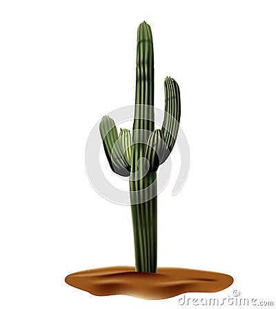 Realistic desert cactus Carnegia giant. Plant of desert among sand and rocks in habitat. Realistic 3d volume vector illustration Cartoon Illustration