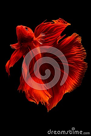 Super Red Halfmoon Betta Fish, siamese fighting fish isolated on black background Stock Photo