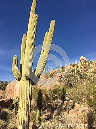 Super Saguaro Cactud Stock Photo