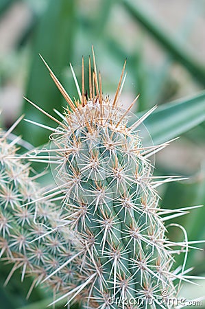 Super Sharp Cactus Stock Photo