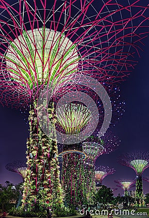 Super Trees Night Scene at Singapore Gardens by the Bay Stock Photo