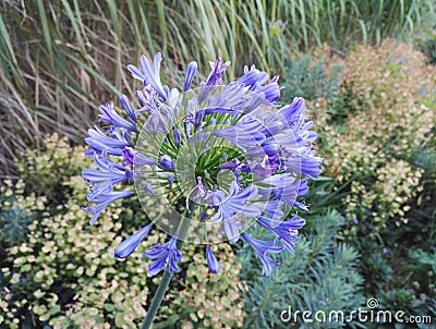 Superb African lily, blue agapanthus surrounded by euphorbia Stock Photo