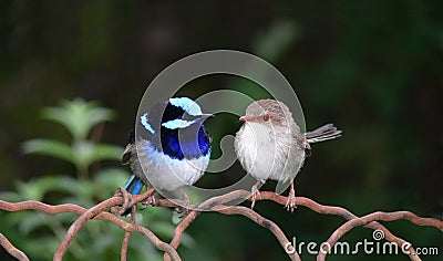 Superb Blue Fairy Wrens Stock Photo