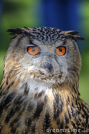 Superb close up of European Eagle Owl Stock Photo