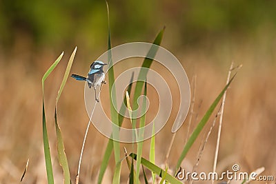 Superb-fairy wren Stock Photo