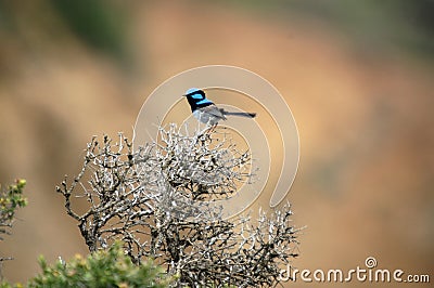 Superb Fairy-wren Stock Photo