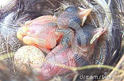 Superb Fairy Wren Babies or Chicks Stock Photo