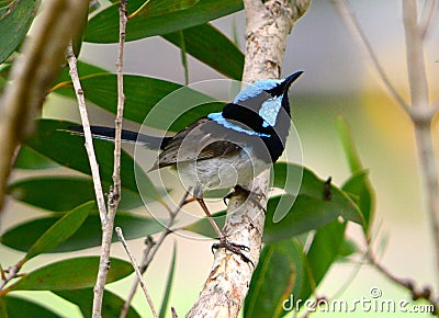 Superb fairy wren Stock Photo