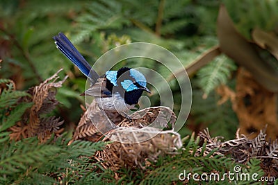 Superb Fairywren - Malurus cyaneus - passerine bird in the Australasian wren family, Maluridae, and is common and familiar across Stock Photo