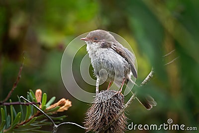 Superb Fairywren - Malurus cyaneus - passerine bird in the Australasian wren family, Maluridae, and is common and familiar across Stock Photo