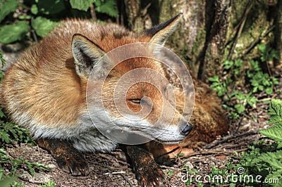 Superb natural close up of red fox Stock Photo