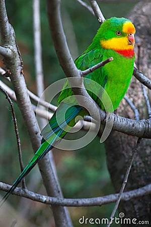 Superb parrot (Polytelis swainsonii). Stock Photo