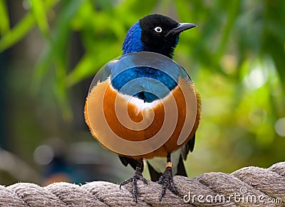 Superb starling Stock Photo