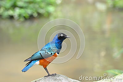 Superb starling Stock Photo