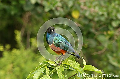 Superb Starling Stock Photo