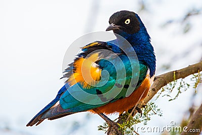 Superb Starling Stock Photo