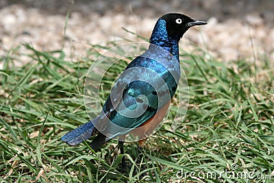 Superb Starling Bird in Serengeti, Africa Stock Photo