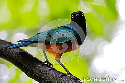 Superb Starling Stock Photo