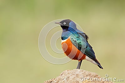 Superb starling Stock Photo