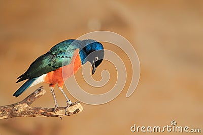 Superb starling Stock Photo