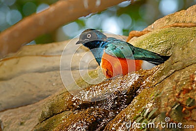 Superb Starling, exotic blue and orange bird, face to face view, sitting on the stone, found in south-east Sudan, north-east Ugand Stock Photo