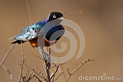 Superb starling, Kenya Stock Photo