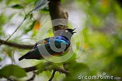 Superb starling, Lamprotornis superbus Stock Photo