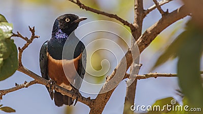 Superb Starling on Tree Stock Photo