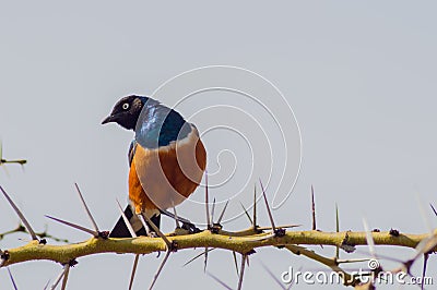 Superb Starling with naughty look on a branch Stock Photo