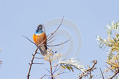 Superb Starling with naughty look on a branch in the savannah of Stock Photo