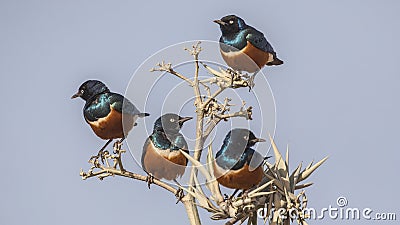 Superb Starlings on Thorny Tree Stock Photo