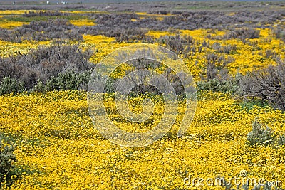 Superbloom in Carrizo Plain Stock Photo