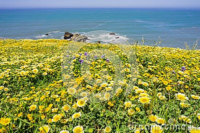 Superbloom on the Pacific Ocean coast, Mori Point, Pacifica, California Stock Photo