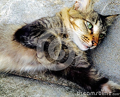 SuperCat Stock Photo