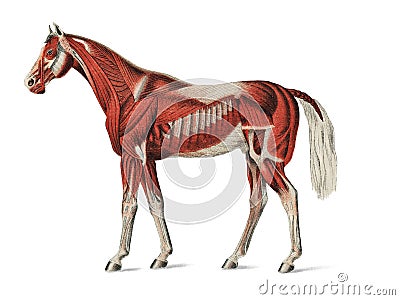 Superficial Layer of Muscles by an unknown artist 1904, a medical illustration of equine muscular system. Digitally enhanced by Vector Illustration