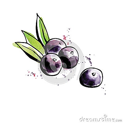 Superfood Acai berries Vector Illustration