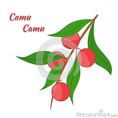 Superfood camu camu in flat style. Red camu berries, fruit. Vector Illustration