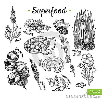 Superfood hand drawn vector illustration. Botanical isolated ske Vector Illustration