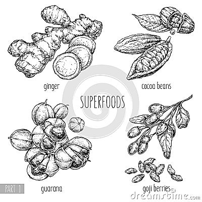 Superfood hand drawn vector illustration. Ginger, goji berries, guarana, cocoa beans on white background. Healthy food. Engraving Vector Illustration