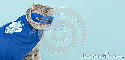 Superhero cat, Scottish Whiskas with a blue cloak and mask. The concept of a superhero, super cat, leader Stock Photo