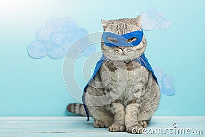 Superhero cat, Scottish Whiskas with a blue cloak and mask. The concept of a superhero, super cat, leader Stock Photo