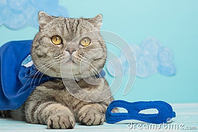 Superhero cat, Scottish Whiskas with a blue cloak and mask. The concept of a superhero, super cat, leader Stock Photo