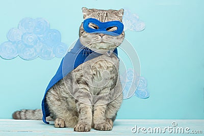 superhero cat, Scottish Whiskas with a blue cloak and mask. The concept of a superhero, super cat, leader Stock Photo