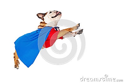 Superhero Dog Flying Stock Photo