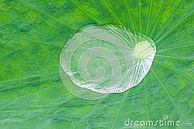 Superhydrophobic effect on a lotus leaf Stock Photo